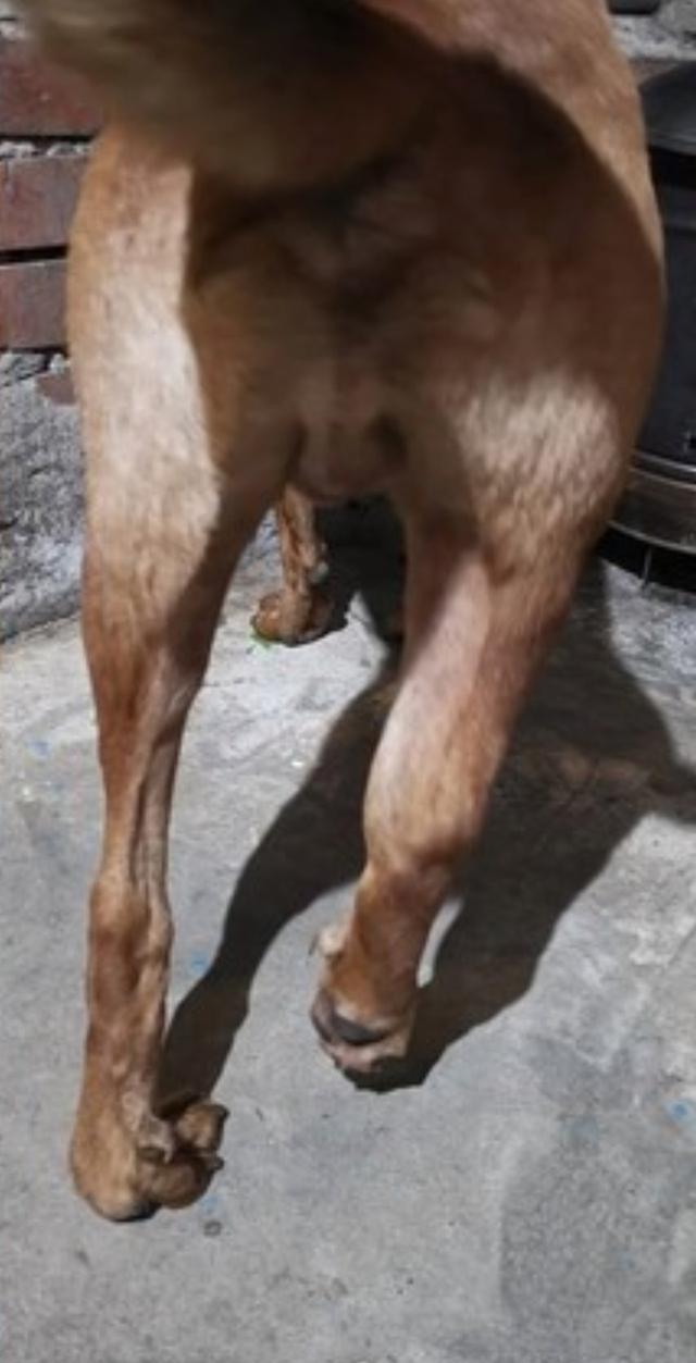 狗狗被人打折双腿, 主人咬紧牙关支付医药费, 这是主人的责任
