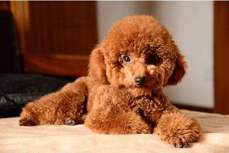5個理由告訴你，為什么那么多人養泰迪犬？