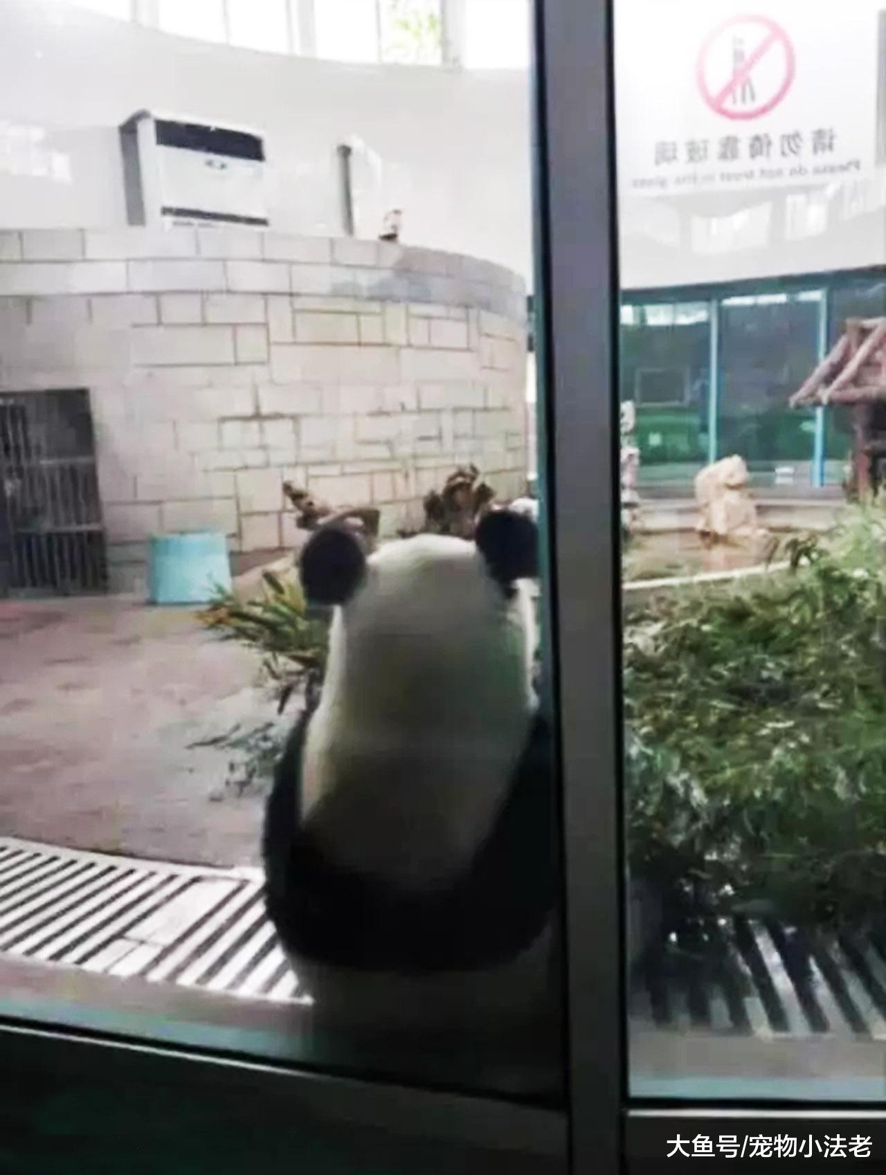 一群游客围着1只大熊猫狂拍照，当看到玻璃上的牌子时，全傻眼了