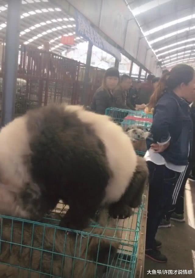 网友去狗市买宠物，居然看见国宝“大熊猫”，走前一看愣眼了