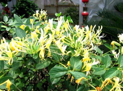 金银花是我们熟知的一种药材，也是漂亮的花，是什么导致不开花