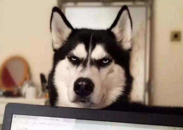 柴犬被哈士奇带偏，公园偶遇后学会拆家经验，回家就将娃娃破坏！