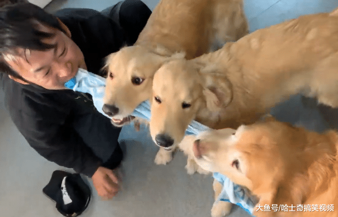 日本男子想更了解金毛，装成“同类”一起玩耍，脑洞真是大