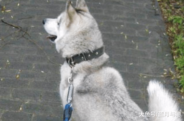 哈士奇突然倒在地上，身体还不停抽搐，主人一看愤怒了