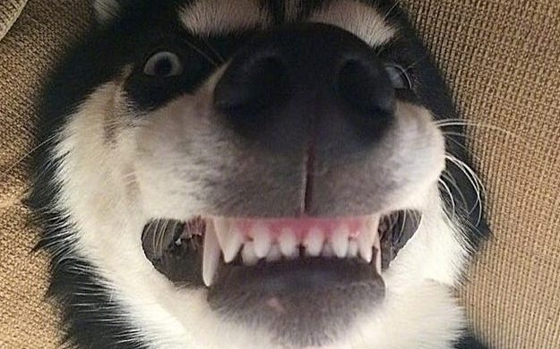 一句话告诉你, 狗狗寻求关注的时候, 是否置之不理!