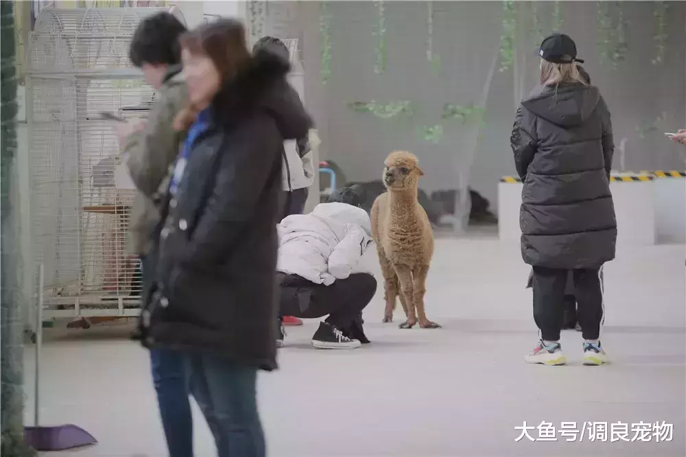 82期《调良宠物行为与正向训练专业培训班》开课了!