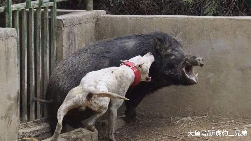 老虎的实力比狗强多少? 多少条比特犬加起来才能打赢老虎?