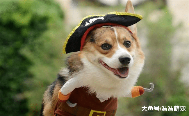 关于养狗的4个误区，只有都避开了，你才能把狗狗养好