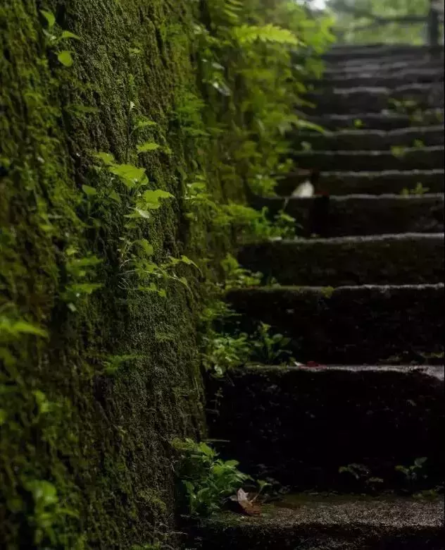 庭院青苔 · 歲月之痕