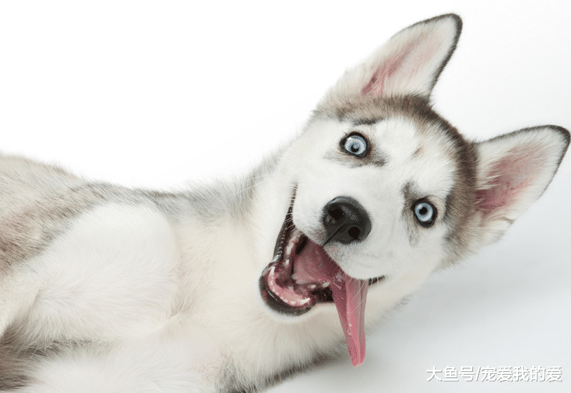 萌宠一家当哈士奇的生命……如果你也养宠物，请你善待它