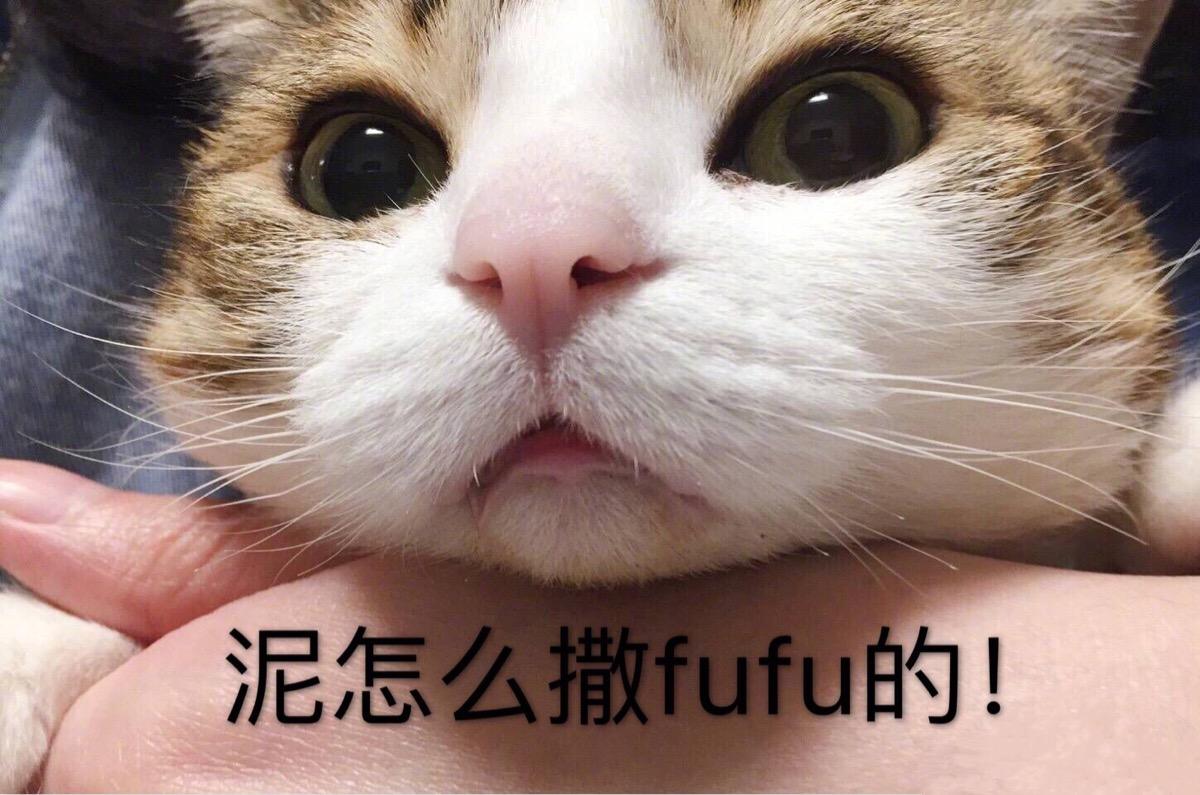 男子收养了一只流浪猫，半年后开始靠猫吃饭，网友：真是赚到了！