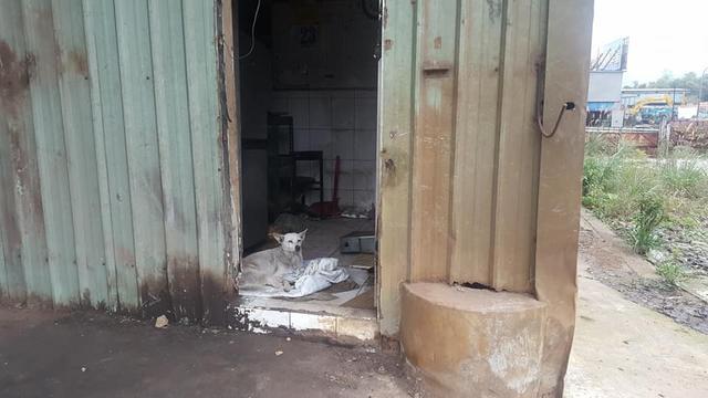 廢品回收站搬遷，忠心土狗被留下，墻上日歷記載著它已被遺棄一年