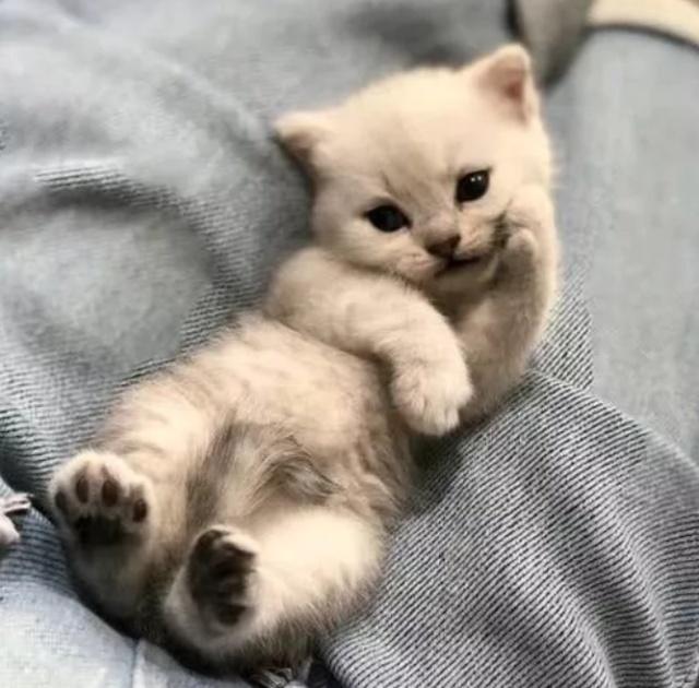 这是谁家的小可爱呀, 看着猫咪耍宝的样子网友的心都化了