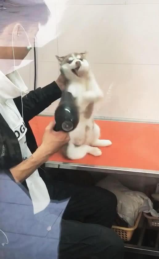 偶遇哈士奇洗澡, 挥舞狗爪的样子萌翻网友, 网友: 二哈颜值巅峰期