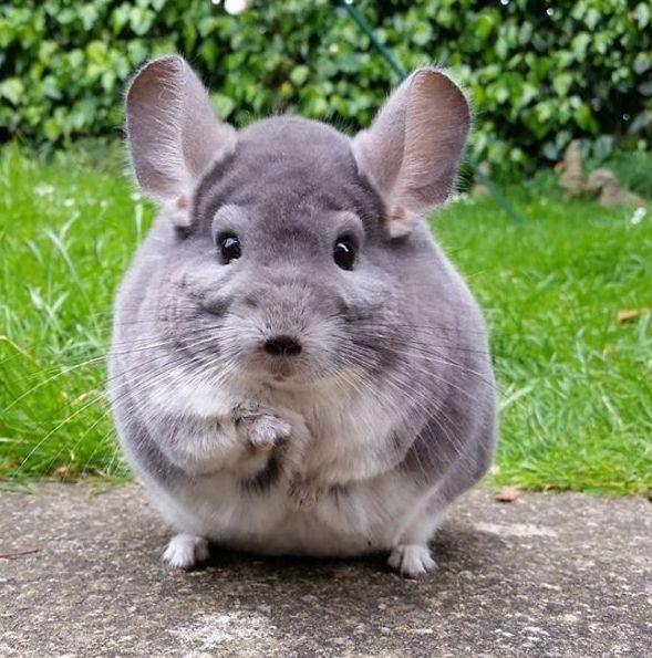 担心龙猫无聊，给它做个小扫把，不料龙猫的反应竟让主人哭笑不得