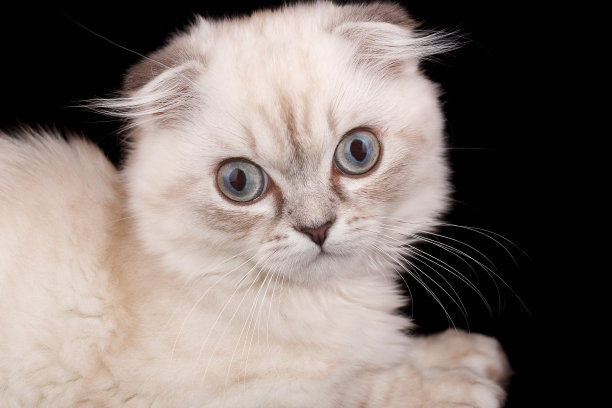 最佳猫砂盒你了解过吗？