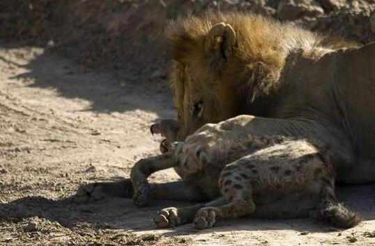 鬣狗遭狮子锁喉，本以为会惨死于狮口，但你猜后来发生了什么？