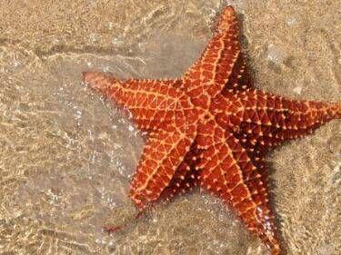 地球上10大不需要大腦的奇特動物，第十蟑螂，第六青蛙，第一蠑螈