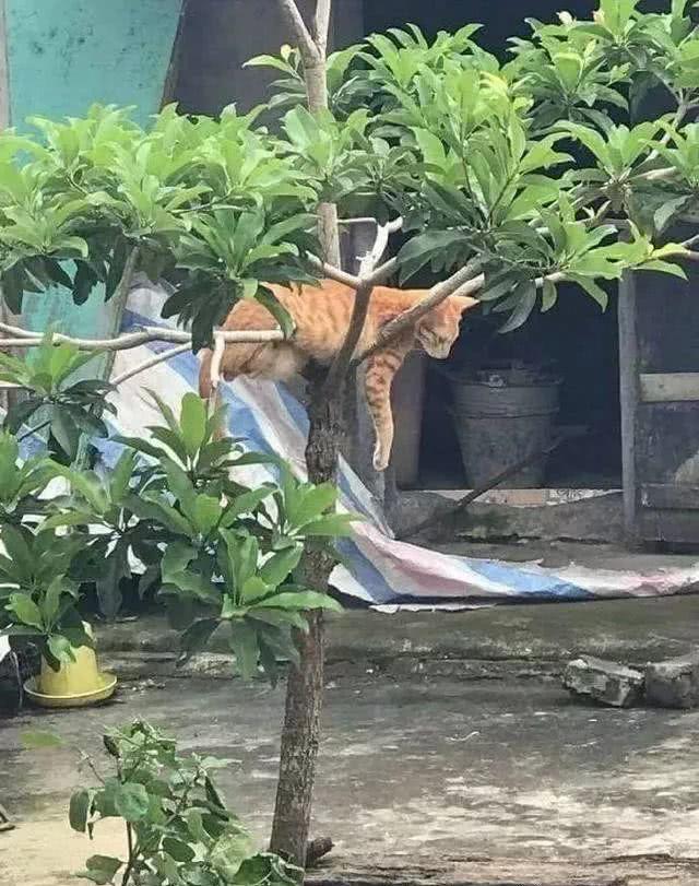 这才是喵星人的绝技，服气……这让经常失眠的人类情何以堪！