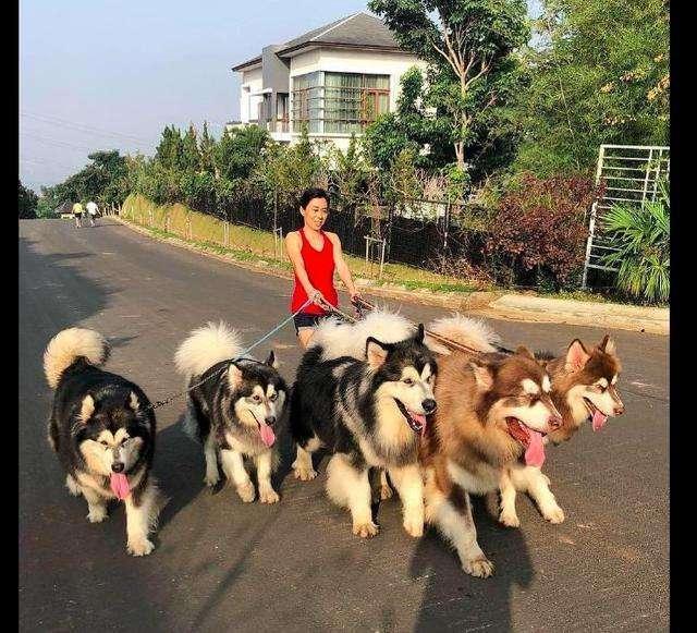 養犬！千萬不要養“阿拉斯加犬”！有一點讓人無法忍受，看著心煩