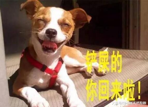 万万没想到, 一只爱你的狗狗, 会有这“5种举动”!