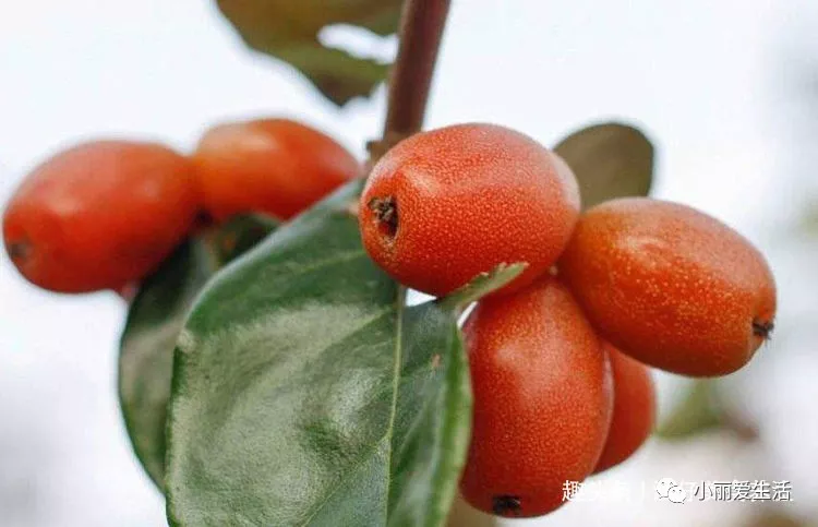 女性常吃此果，调经活血，排除湿气，子宫越来越有弹性，不妨试试