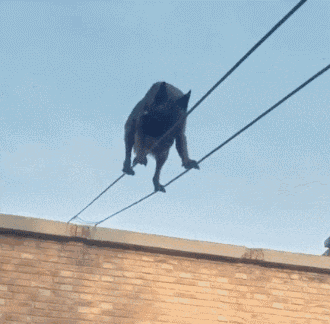 爆笑GIF：兄弟，你走路能不能稳一点，晃得我都看不清手机屏幕了