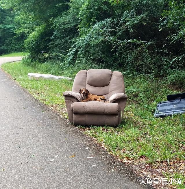 狗狗和沙发一起被遗弃，担心主人找不到自己，死活不愿意离开沙发