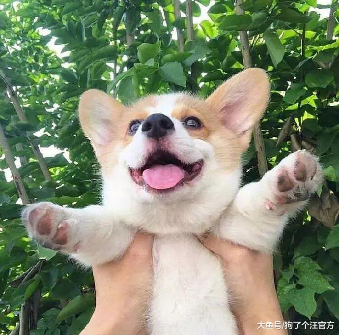 混夜市的狗果然不简单