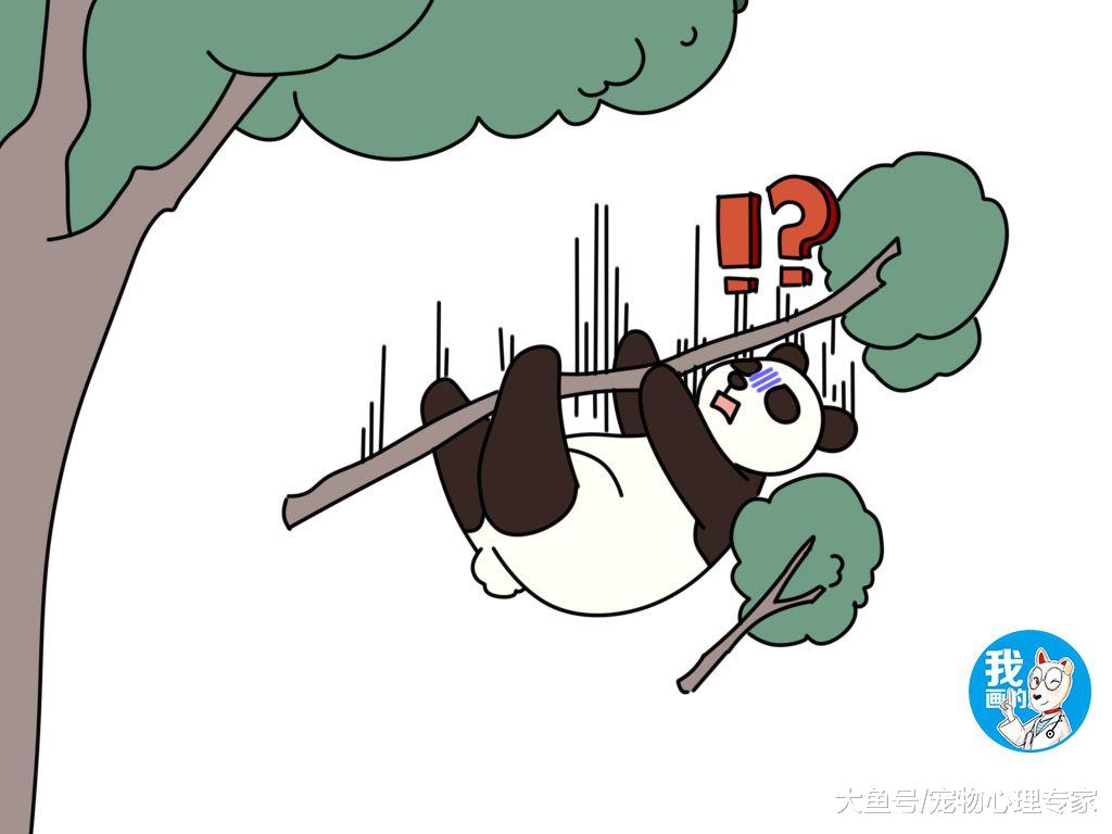 熊猫压垮树枝坠落，像是低估了自己的体重？团团：忘记开降落伞了