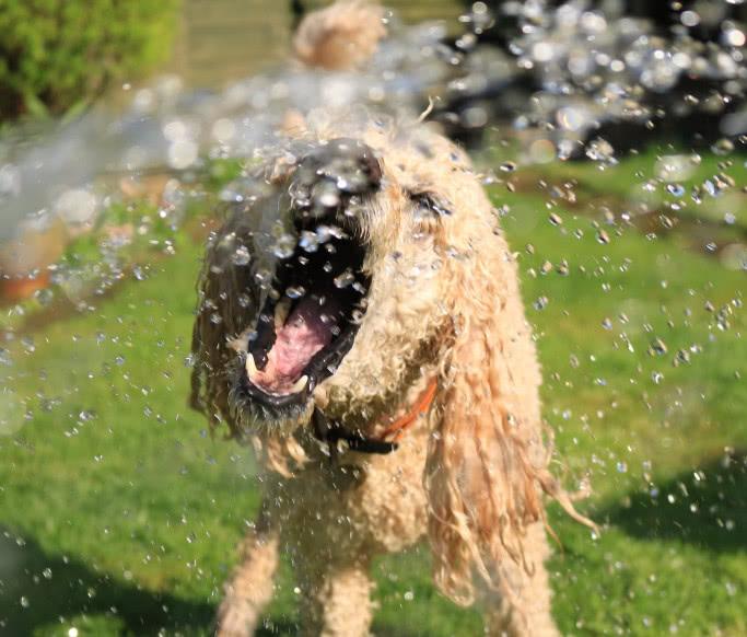 狗狗十分抗拒洗澡該怎么做？給狗洗澡前、后應該注意哪些問題？