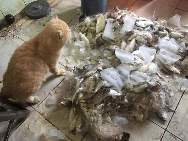 猫咪随主人出海捕鱼，回家后又看到一堆鱼，它的表情让众人笑喷！