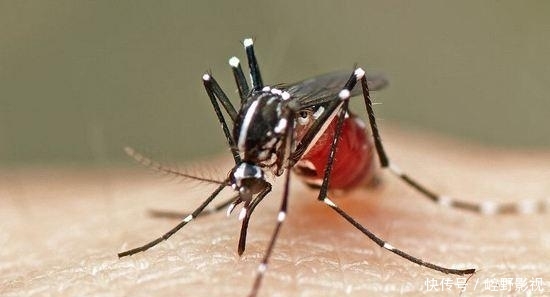 灭蚊子千万别用蚊香，不安全，生物专家说道：卧室放一”宝贝“整晚都会睡得香