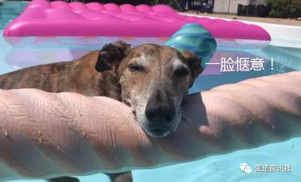 能将泳池玩出澡堂的感觉，大概只有这只狗了！