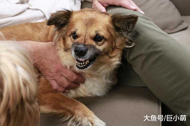 训犬时该不该惩罚狗狗呢？鞭子和糖的策略，可以用在狗狗身上吗？