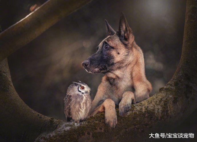 空有一颗学霸的心，奈何是条狗