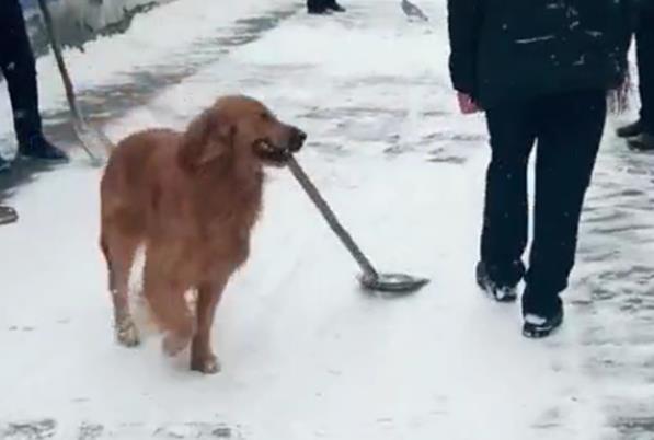 帶金毛回老家，金毛迷上了掃雪，見人就遞鐵鍬，笑哭主人