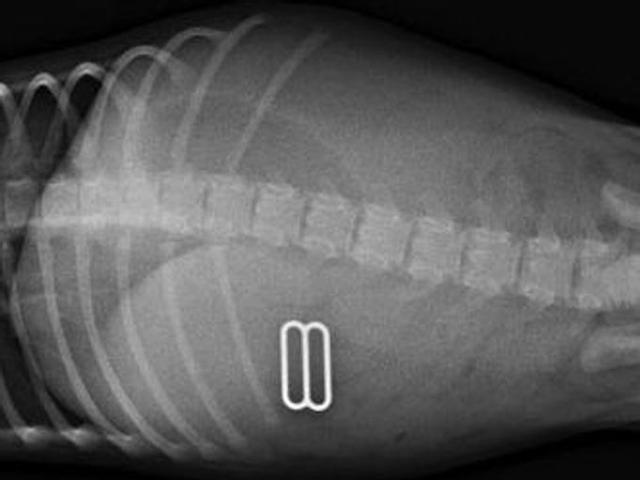宠物作死大赛, 它们到底吃过什么东西, 医生用X光告诉你
