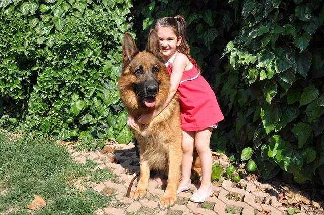 考证养狗，究竟是不是一条可行之路