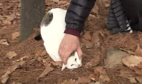 一只猫独自在山上生活了三个月，有人想带它走，它却拒绝离开！