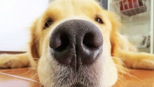 什么是星期狗？买狗时若狗狗有这3种表现，千万不要买