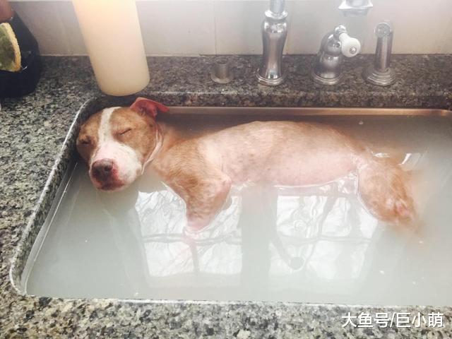 狗狗不喜欢洗澡怎么办？这六个方法，可以让它接受自己被丢进浴缸