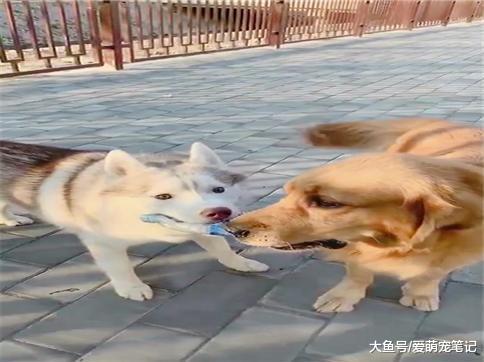为了五分钱的瓶子, 哈士奇和金毛吵了半个小时, 二哈: 吵架没输过