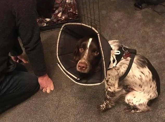 一对铲屎官的心酸血泪史，拆家拆到这个地步的狗你敢养吗？