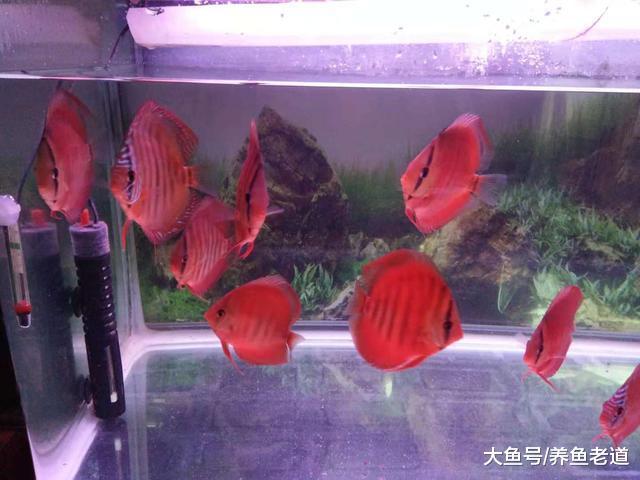 对于普通鱼友来说, 观赏鱼缸的水质到底应该如何去调理?