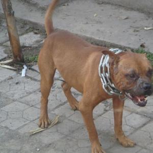 比特和藏獒，究竟谁可以更占优势，谁更具不怕死的精神