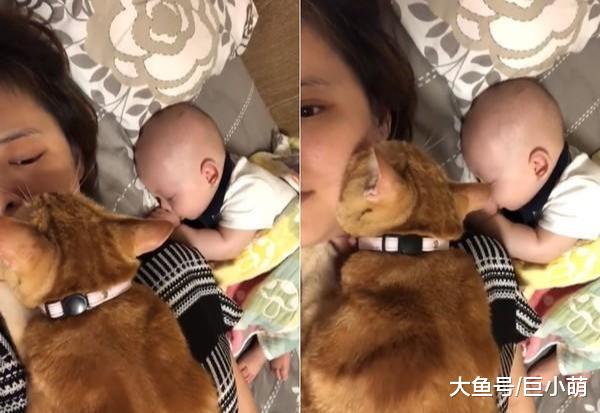宝宝睡在旁边，猫咪贴着主人的脸狂吸，主人：好像在偷情