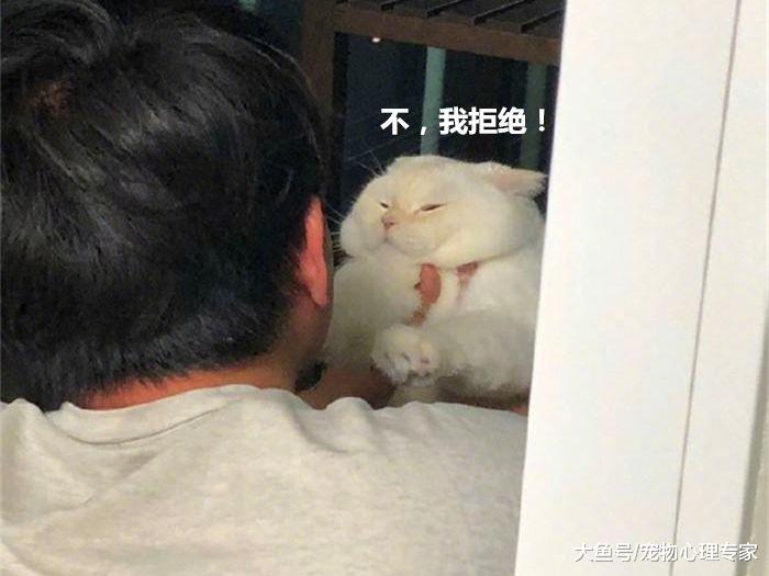 抱起猫咪准备亲，这货嫌弃出表情包，铲屎官：合着我就是酸菜鱼？