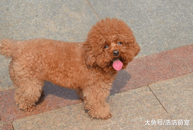 狗狗抱你的腿是什么原因？原因有3種，第一個讓人難以啟齒