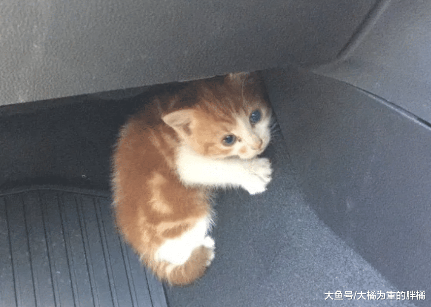 小橘猫被困在高速路上，小伙封路救猫，却被小橘猫“戏耍”了三次
